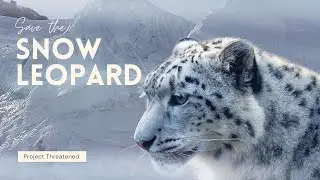 Save the Snow Leopard | Project Threatened