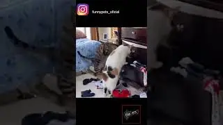 Cool Cats | Cool Pets