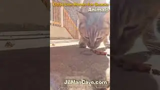 LITTLE LION CAT MEOWS for SNACKS JBManCave.com #Shorts