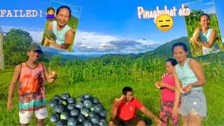VLOG #6: HARVEST TIME (sugar baby watermelon) || Manel B. Castro
