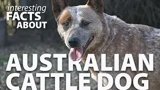 Interesting Facts about Australian Cattle Dogs