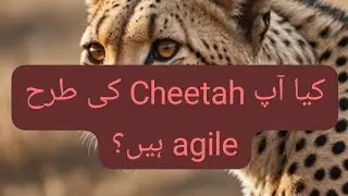 Cheetah Mindset | Cheetah Queiroz | Cheetah characteristics | Almomin lifecoach