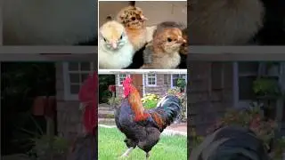 #viral sonali chicks//Kaveri chicks//black astrolorp chicks//kadaknath chicks