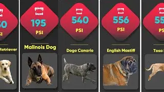 Dogs Bite Force Comparison || TOP STRONGEST DOGS BITE FORCE