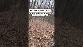Another Predator COYOTE Trapped 🔥🐺 #hunting #predator #trapping #outdoors #wilderness