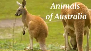 Animals Of Australia | HD Scenic Wildlife Film With Calming Music