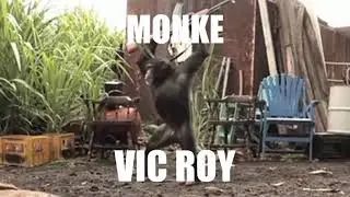 Joe Biden gets Rekt by Monkeys