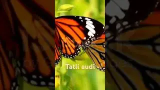 titali udi  bus ma cadi  poem  kids  hindi short video  #virlshort #comprehension #trending  #short