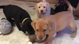 Avery 6-week-old BritishLabrador Puppies