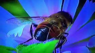 БИОСФЕРА: 88. Ильница Цепкая (Eristalis tenax)