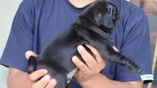Pure quality pug jet black Male available the black diamond kennel shahabad