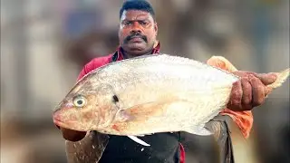 Amazing Cutting Skills | Fish Cutting Skills| #KasimeduSelvam #kasimedu #FISHCUTTING #SKILL