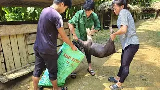Sell farm pigs, fence around banana gardens. animal care ; farm building / B&agrave;n Thị Diết