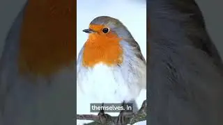 A Flock of Insight: How Birds Navigate their Way #shorts