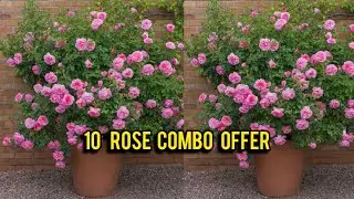 10 rose combo offer budget friendly #rose #plantsofindia #garden #sale