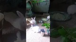 third family videos foxes the channel support to channel 🐰