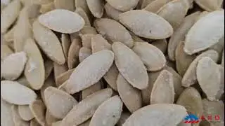 Drum type nuts roasting machine - Batch roaster - Pumpkin seed roasting oven #roastingmachine