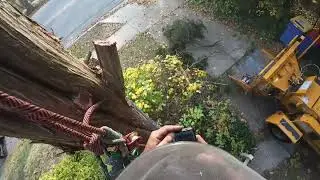 (Live Stream) Tree removal