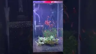 Добавляем 100 креветок-вишней в новый аквариум! 🍒🦐 #neocaridina #shrimptank #redcherryshrimp #shrimp