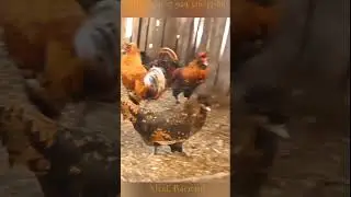 ПАВЛОВСКИЕ #куры Pavlovskie #chickens Pavlusha #pavlovskie_chickens