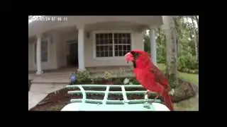 Smart AI Identify Bird Species