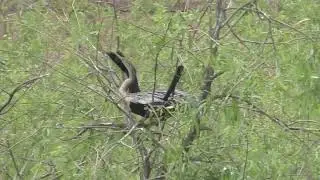 2 anhingas going through a mating ritual and then the actual mating. In The Villages, Florida