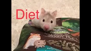 My hamsters diet!