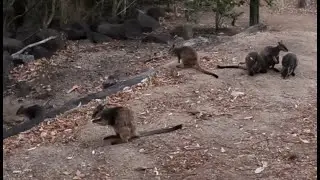 6 Rock Wallabies eating cabbage at our campsite Lions Camp Kanga Lake Proserpine