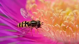 L'impollinazione a rallentatore Macro - bees pollination slow motion close up