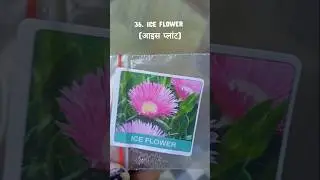 Ice flower 💮#viralvideo#iceflower#iceplant#succulent#gardenplants#seeds#garden#gardenflowers#flowers