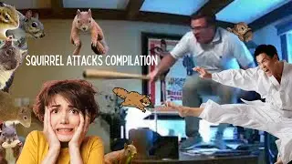 Squirrel Attack Compilation&mdash;Hilarity Ensues!