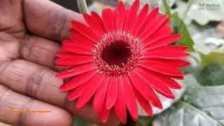 Modern Farming F1 Hybrid Flower Seed Production, Flower pollination in Sri Lanka