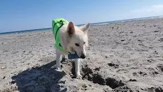 Day at the beach with a Swiss White Shepherd🐺🏖️❤️