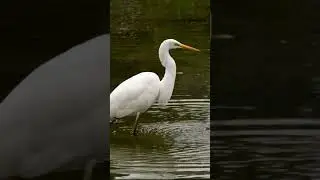 Egret, Bok Pakhi is busy for Fishing #Shorts
