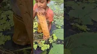 Traditional Bamboo Trap Fishing by village boy in Beel water #bamboo_trap_fishing #chunga_trap