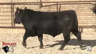 Redland Angus Lot 76