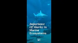 The Importance of Sharks in Marine Ecosystems