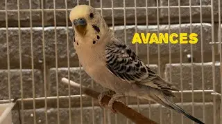 Avances de las parejas reproductoras 