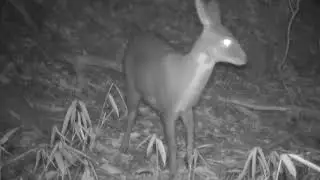 Caught on Camera: The Secret 