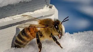 Success Of Wintering Honey Bees P1