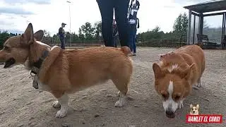 Seattle Corgi Meetup with @HamletElCorgi - August 2021
