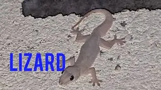 Lizard  Find food  #Lizard #short 