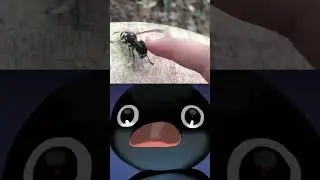 Noot noot meme