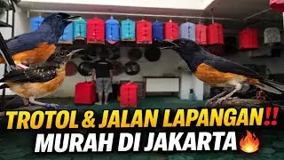 UPDATE MURAI BATU JAKARTA 2026 | TROTOLAN PROSPEK & BURUNG JALAN LAPANGAN MURAH