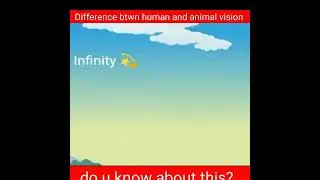 difference between animal and human vision