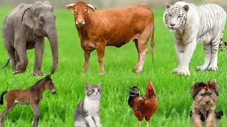 Сельскохозяйственные животные: утка, свинья, корова, буйвол, овца, собака, бегемот, лошадь, кошка...