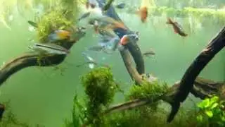 Feeding Beautiful Rainbow fish aquarium tank