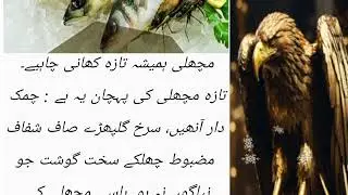 machhle taza khainay kay phaiday