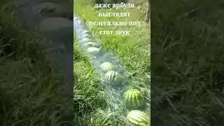 нелегальность.. #antiemojicat #сваты6  #chickengun #мем #minecraft #memes #мемы #kpkt #kdr#contrybal