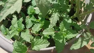 Pudina ko harvesting kaise kare #gardeningbyRC